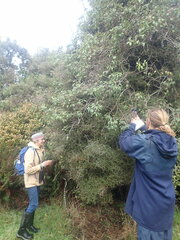 Pittosporum obcordatum