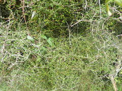 Pittosporum obcordatum
