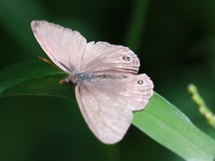 Cissia themis