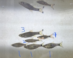 Rasbora vulgaris