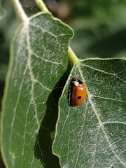 Adalia bipunctata