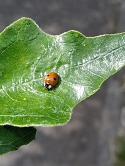 Adalia bipunctata