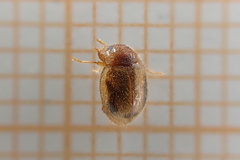 Rhyzobius chrysomeloides