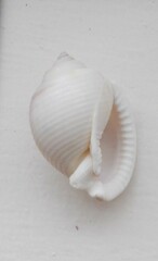 Semicassis bisulcata