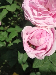 Anthophila