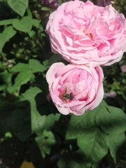 Anthophila