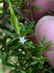 Styphelia leptospermoides