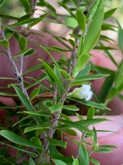 Styphelia leptospermoides