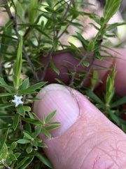 Styphelia leptospermoides