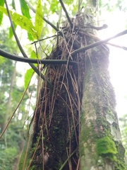 Microsorum membranifolium