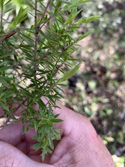 Styphelia leptospermoides