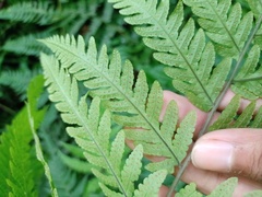 Tectaria subsageniacea