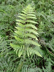 Tectaria subsageniacea