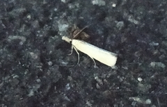 Pediasia luteella