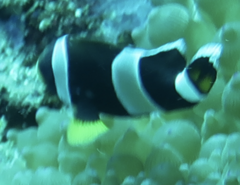 Amphiprion latezonatus