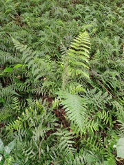 Tectaria subsageniacea