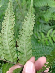 Tectaria subsageniacea