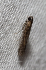 Meyrickiella homosema