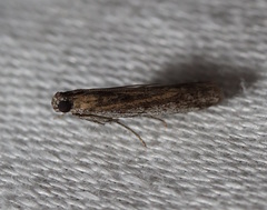 Meyrickiella homosema