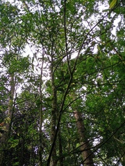 Calophyllum soulattri
