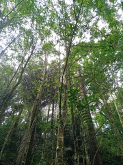 Calophyllum soulattri