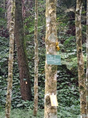 Calophyllum soulattri