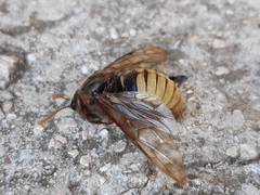 Cimbex fagi