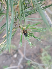 Harmonia axyridis
