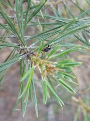 Harmonia axyridis