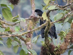 Cephalopterus penduliger