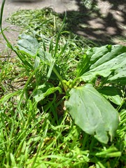 Plantago major
