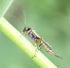 Itoplectis maculator