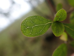 Coprosma pedicellata