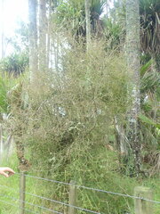 Pittosporum obcordatum