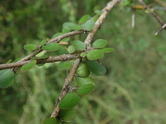 Pittosporum obcordatum