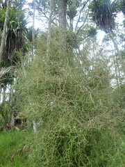 Pittosporum obcordatum