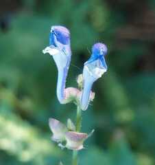 Scutellaria altissima