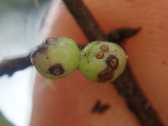Coprosma pedicellata