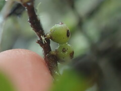 Coprosma pedicellata