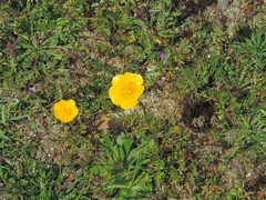 Parentucellia latifolia