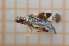 Anthocoris nemoralis