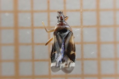 Anthocoris nemoralis