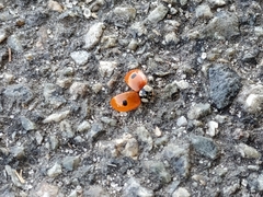 Adalia bipunctata