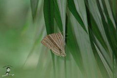 Amathusia phidippus