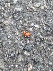 Adalia bipunctata