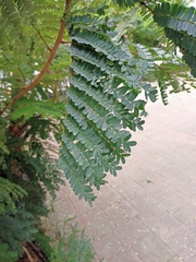 Peltophorum