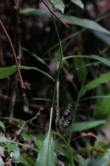Nepenthes mirabilis