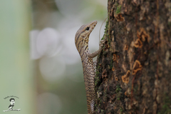 Varanus nebulosus