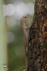 Varanus nebulosus