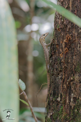Varanus nebulosus